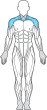 muskler figur underarmar