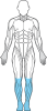 muskler figur underben fötter