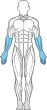 muskler figur underarmar