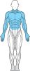 muskler figur övre kropp