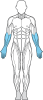 muskler figur underarmar