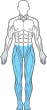 muskler figur nedre kropp