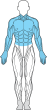 muskler figur övre kropp