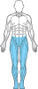muskler figur nedre kropp