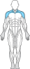 muskler figur underarmar