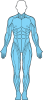 muskler figur helkropp